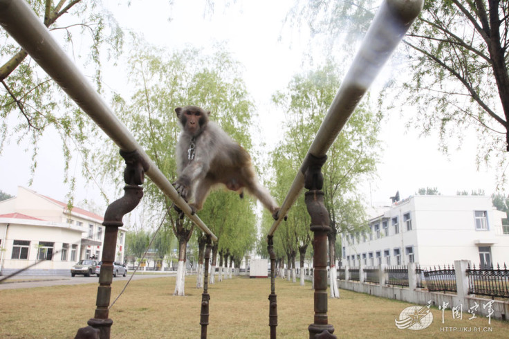 china macaque army