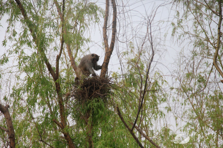 china macaque army