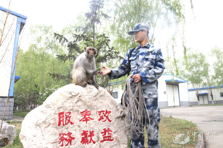 china macaque army