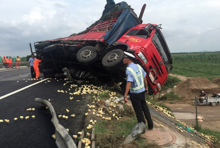 China baby chickens truck