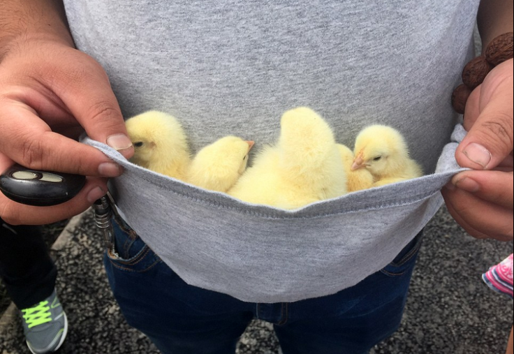 China baby chicks