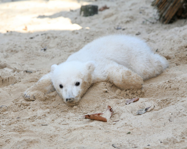 knut the polar bear