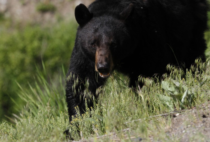 Black Bear