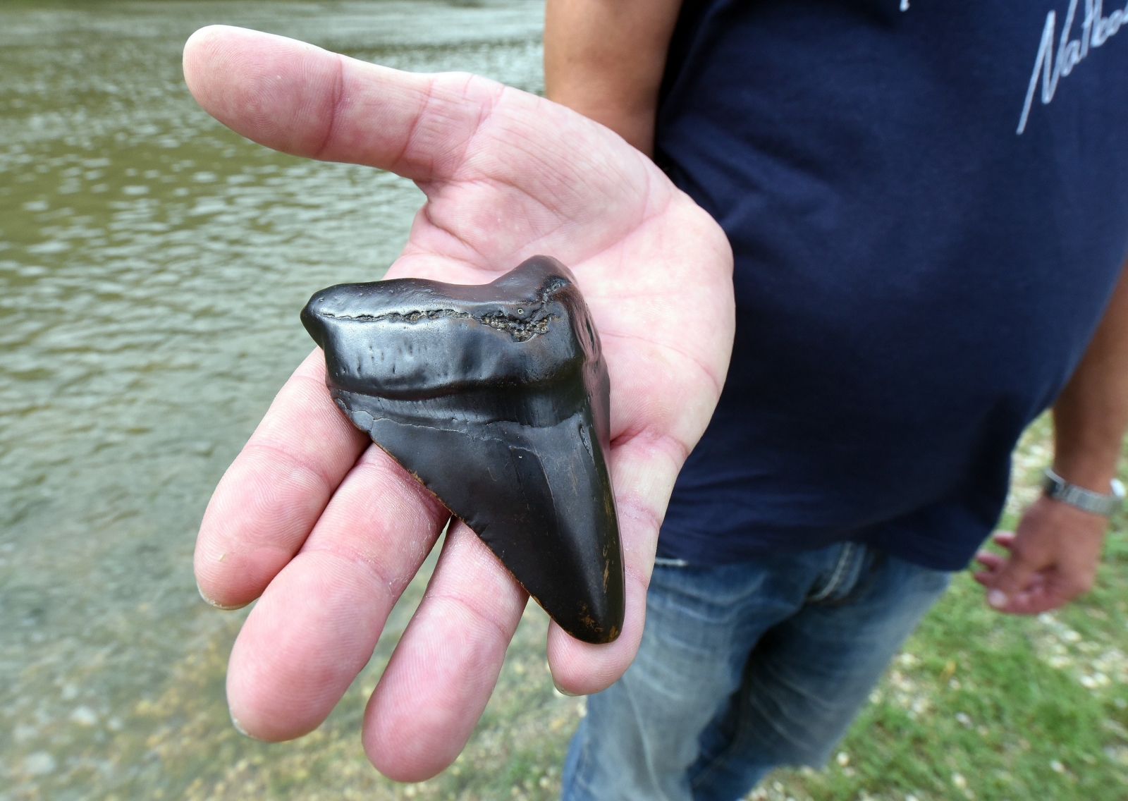 Megalodon shark tooth discovered in Croatia [Photos]