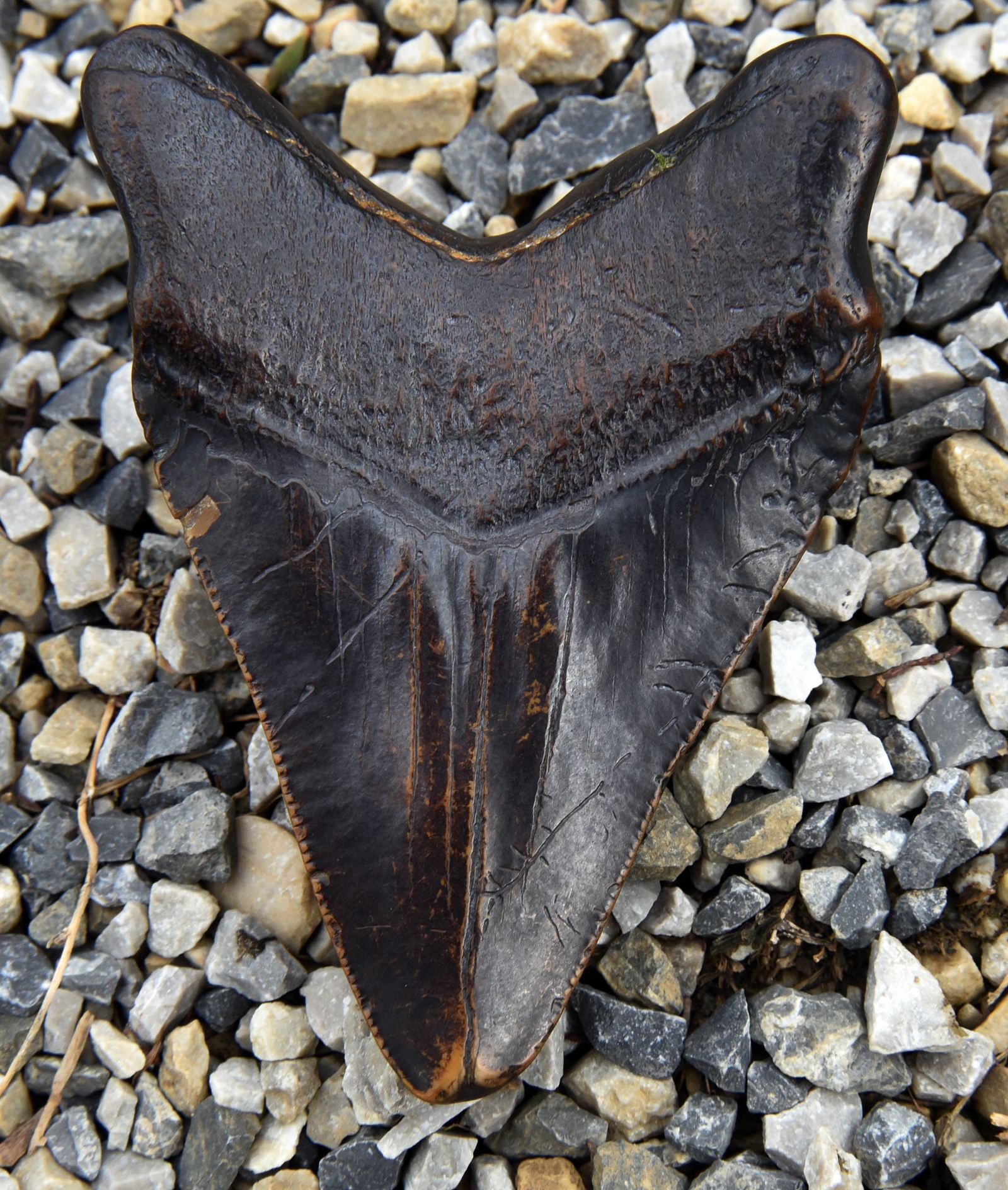 Megalodon shark tooth discovered in Croatia [Photos]