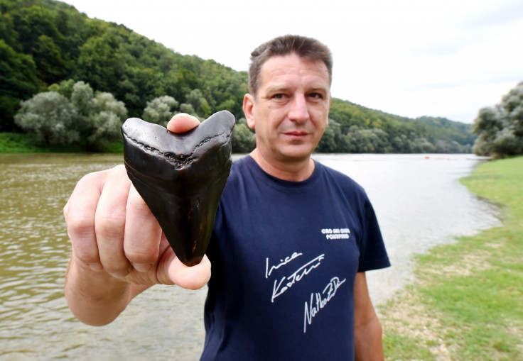 megalodon shark tooth