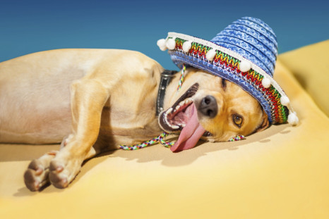 hangover dog mexican hat