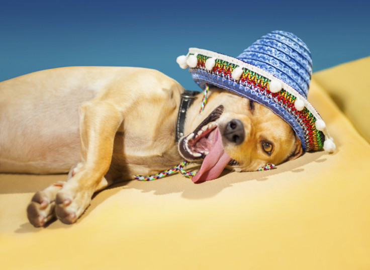hangover dog mexican hat
