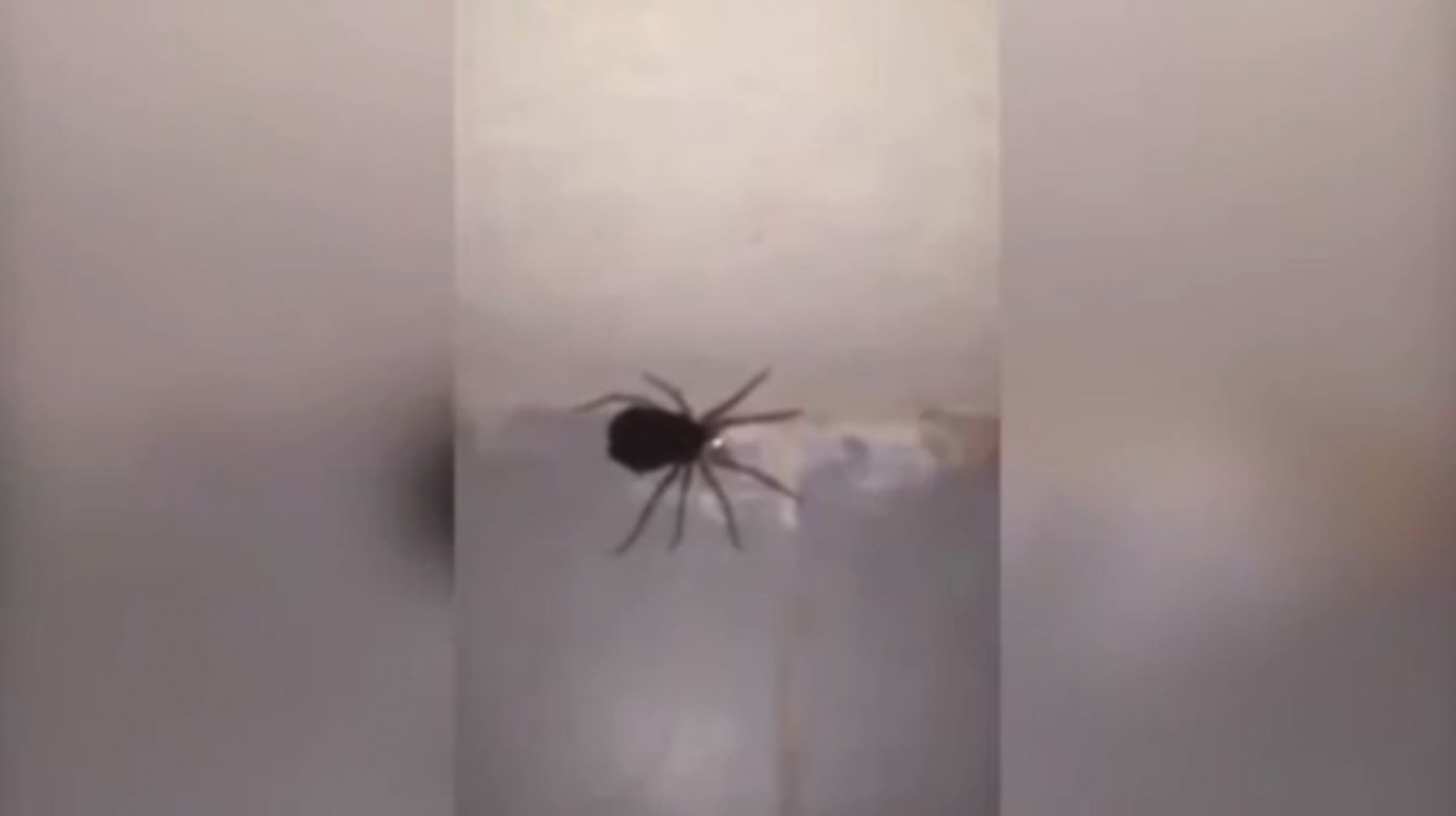 spider spiders giant hundreds babies explodes