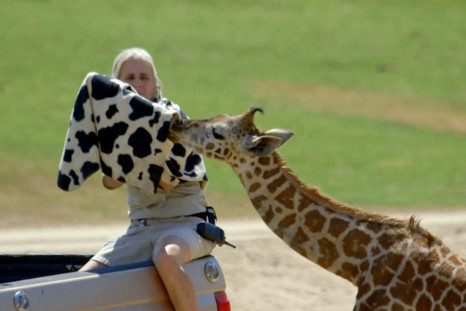 Bottle-fed baby giraffe