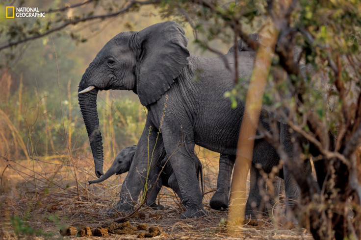elephant poaching africa