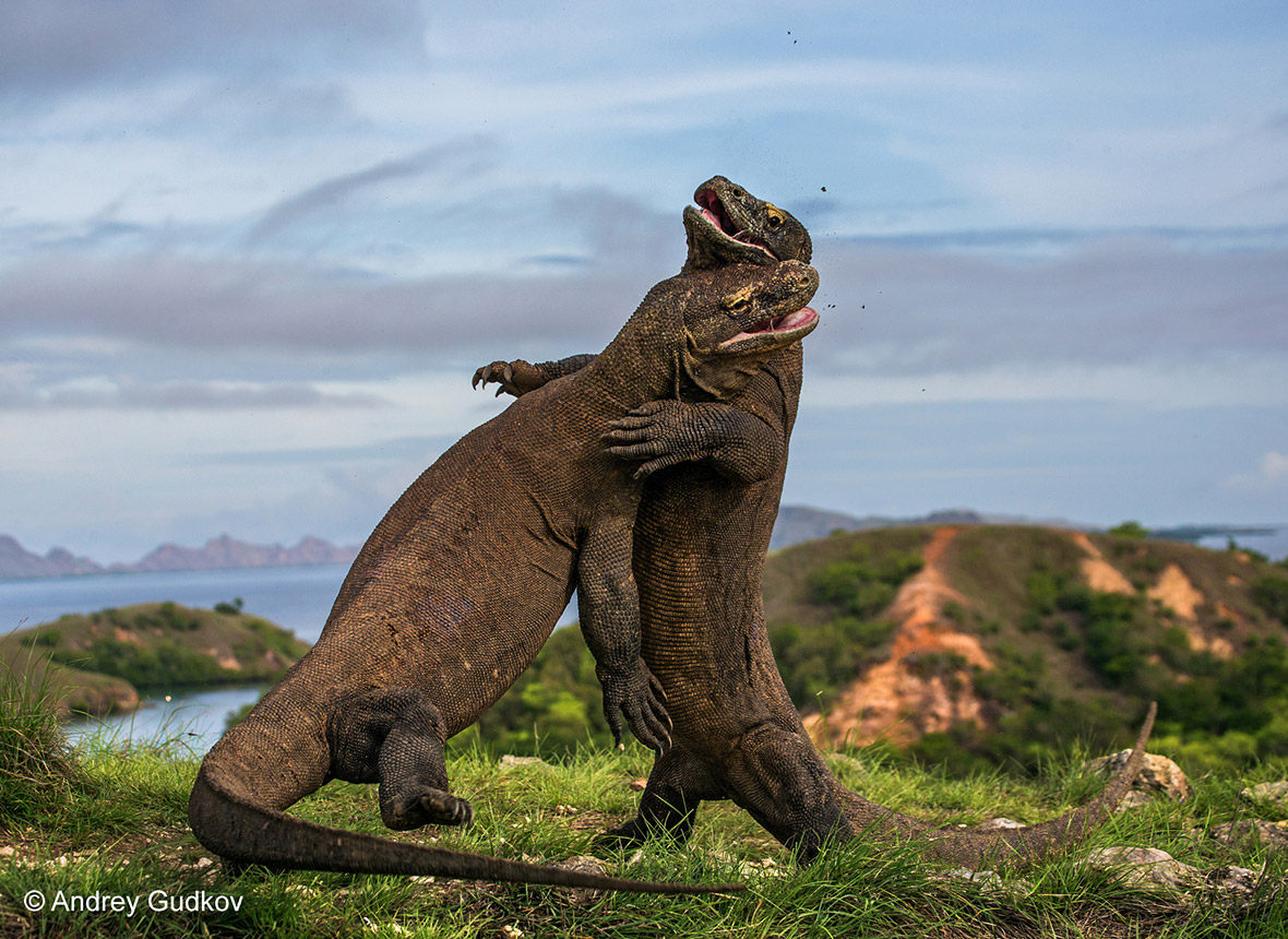 Wildlife Photographer of the Year 2015: First glimpse of finalists' images