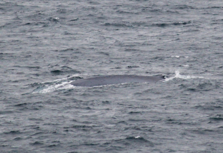 blue whale cornwall