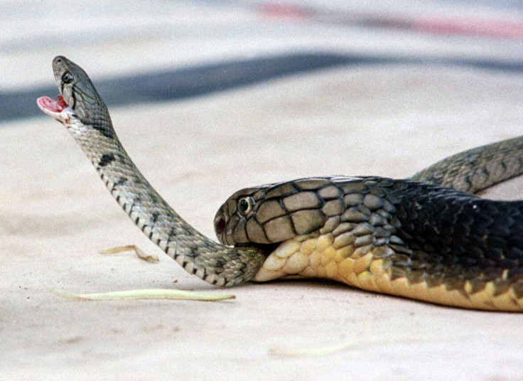 King cobra