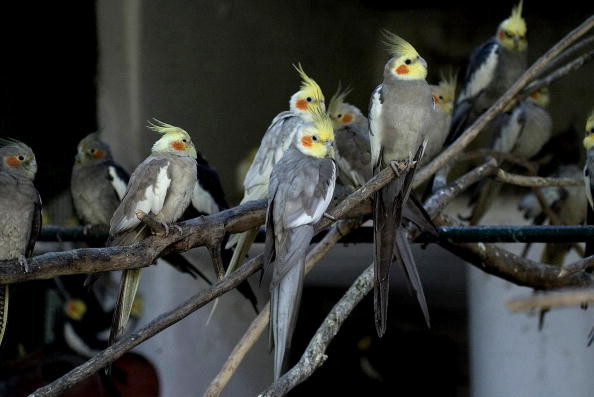 Cockateils