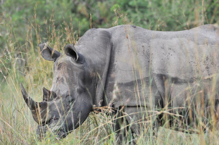 Rhinoceros resting in Kruger