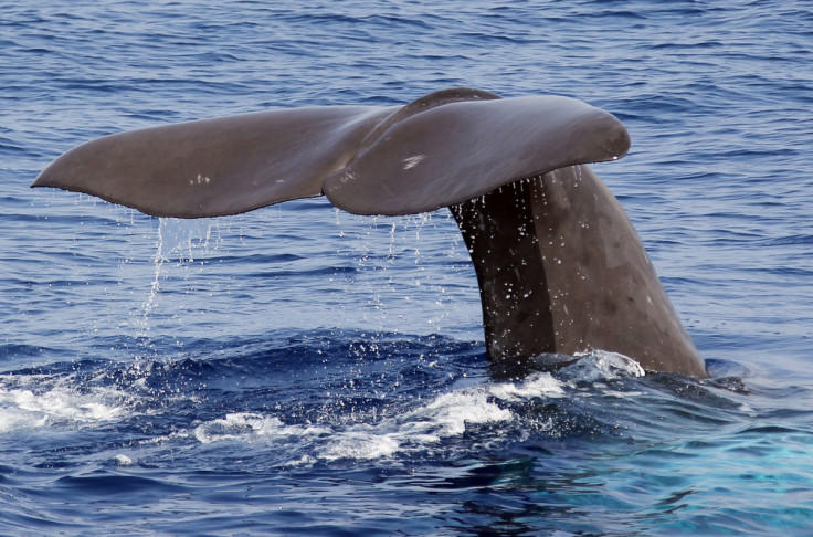 Sperm whales talk with each other