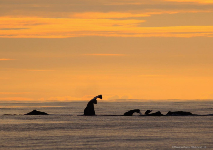 sperm whale