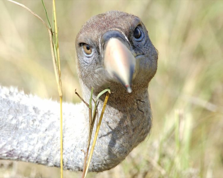 African white-backed vulture