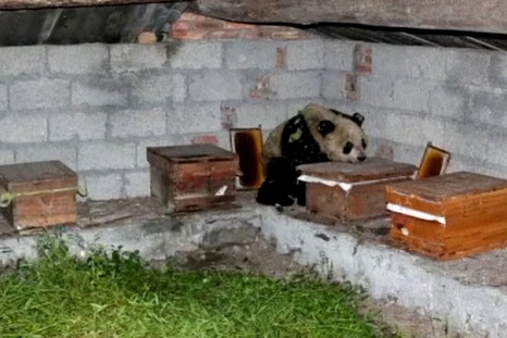 Panda raids bee farm in China