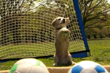 Guinness world record ball catching dog