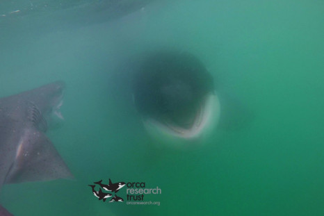 orca vs shark