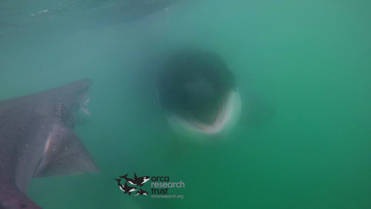 orca vs shark