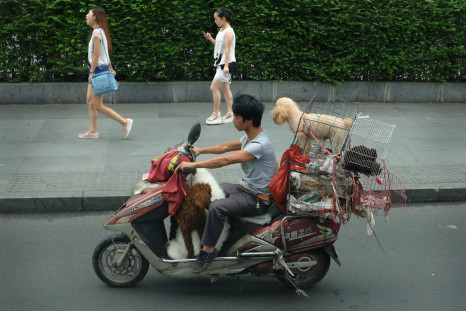 Dog cull China 