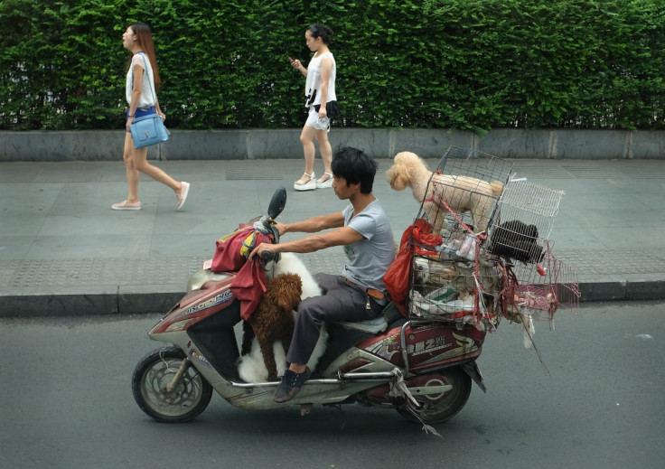 Dog cull China 