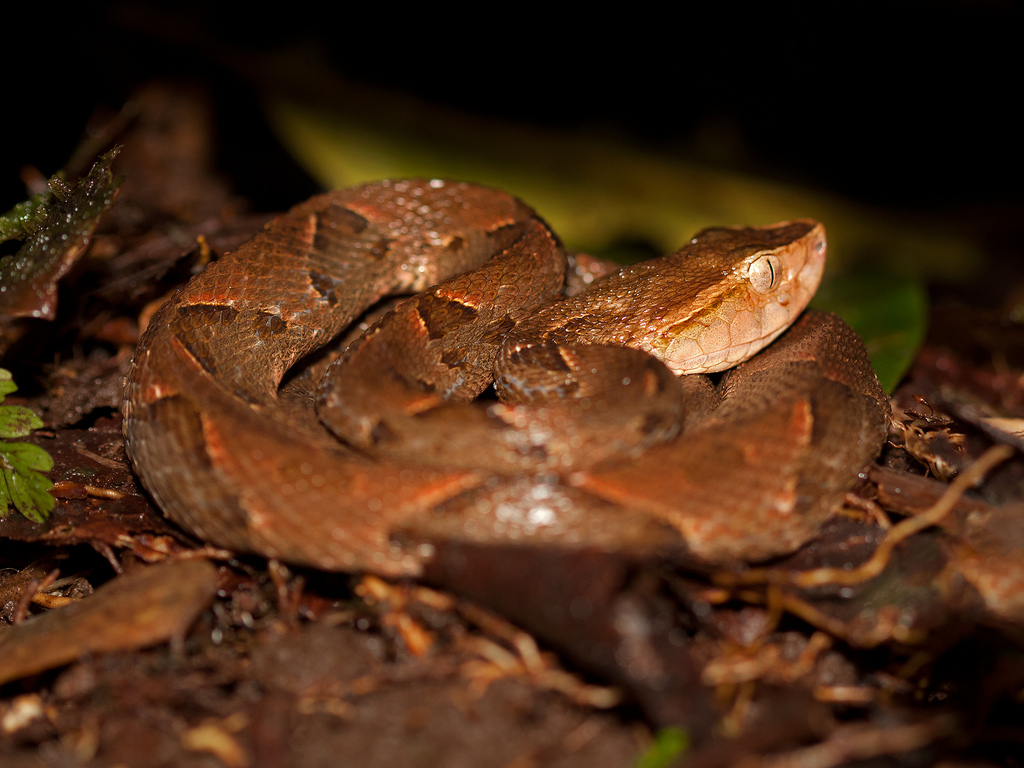 Costa Rica: Snakebites expected to increase with El Nino | IBTimes UK