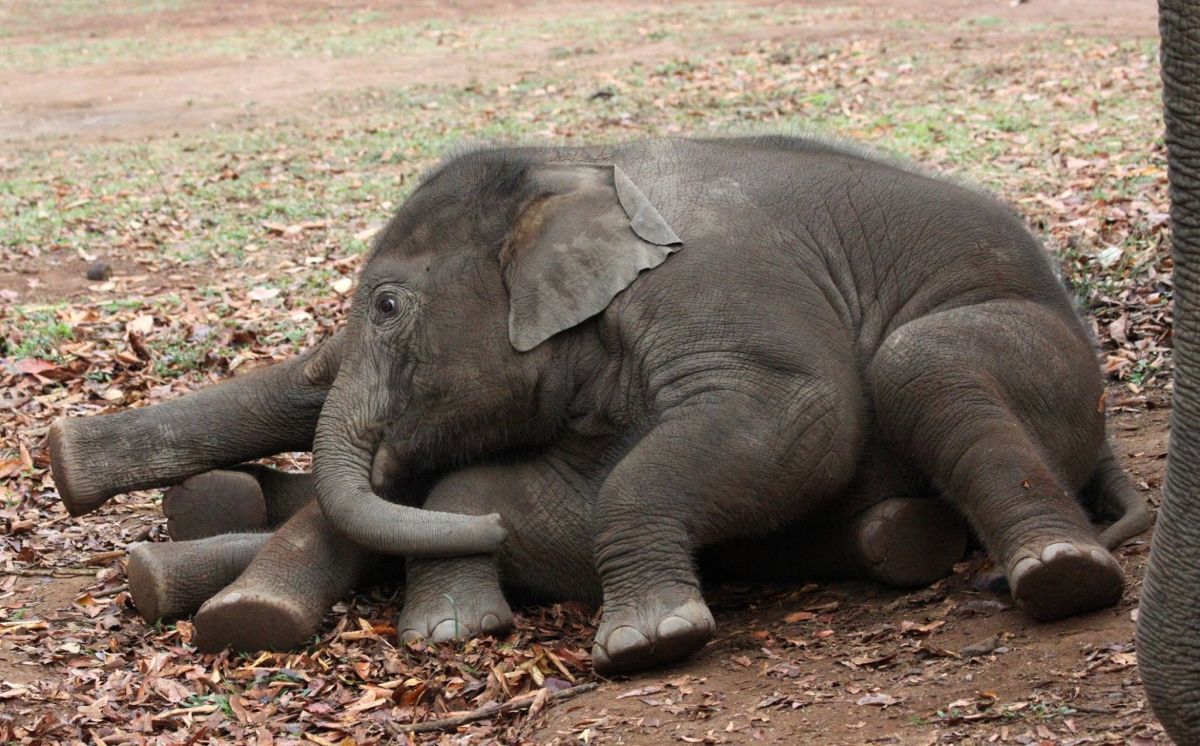 Myanmar: Asian elephants born to stressed-out mothers age faster and