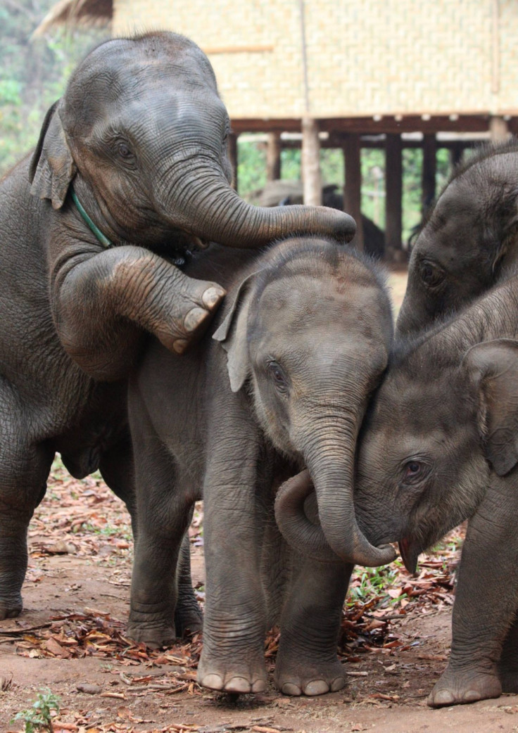 baby elephants