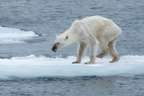 starving polar bear Svalbard
