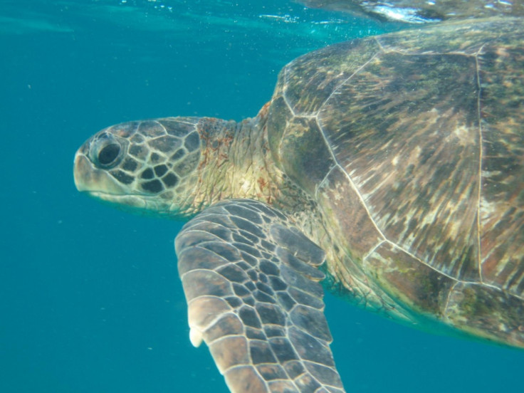 green turtle