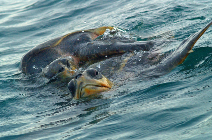 Olive ridley sea turtle