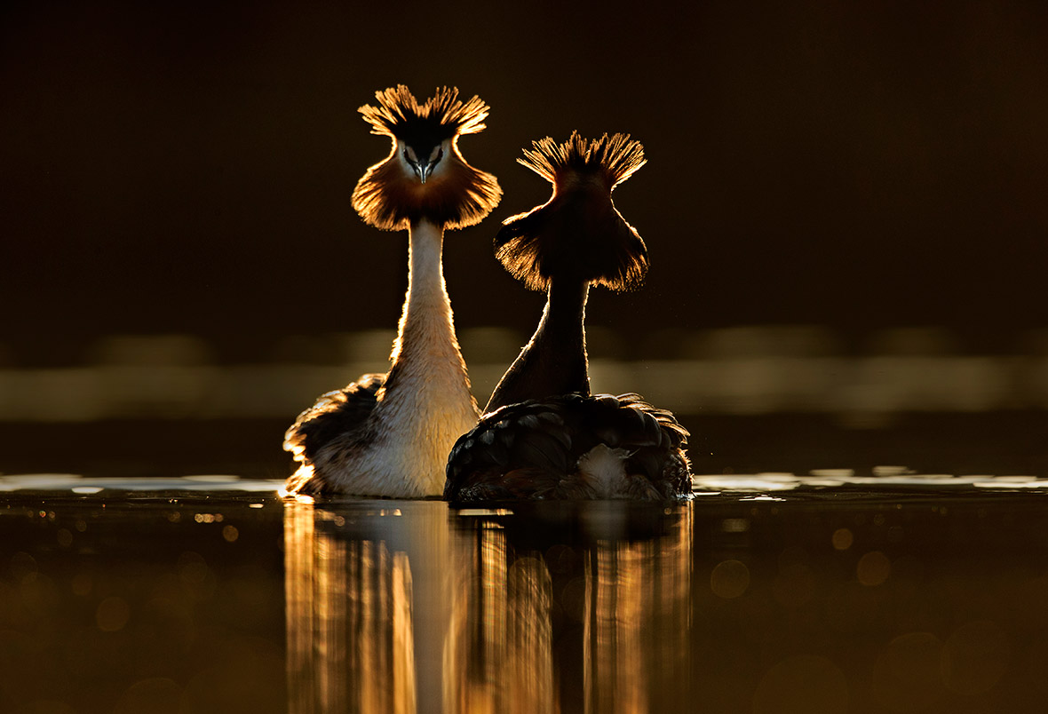 British Wildlife Photography Awards 2015