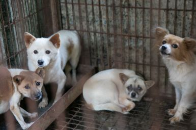 Korean dog meat farm rescue