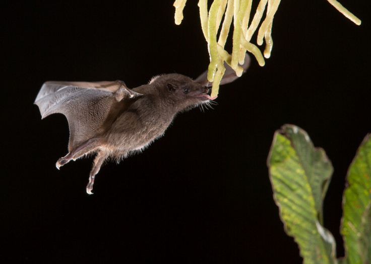 Anoura Geoffroy's tailless bat 