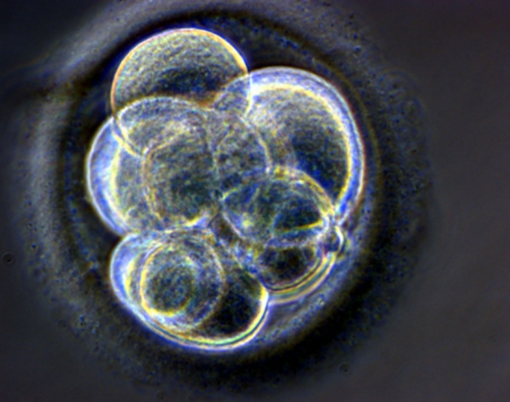 Human embryos