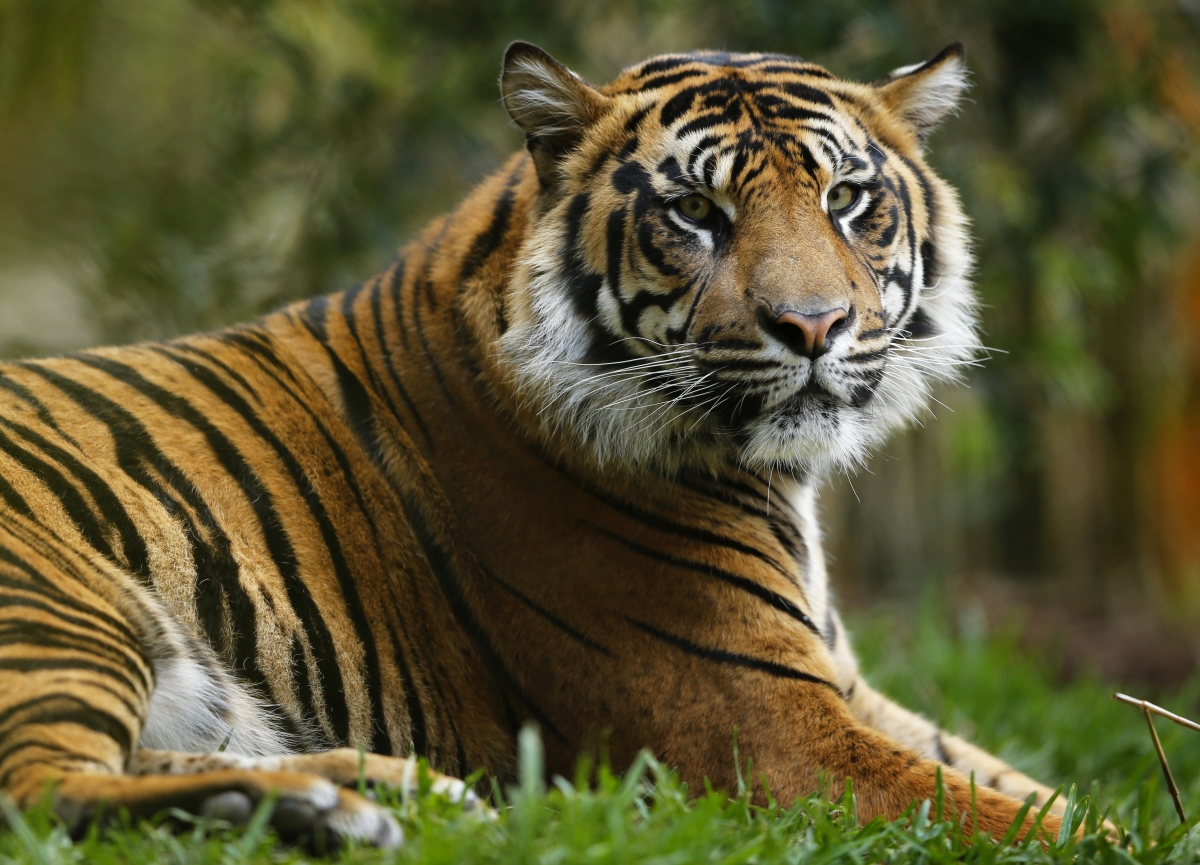 Three-legged tiger bites drunk woman who trespassed at Nebraska zoo on ...