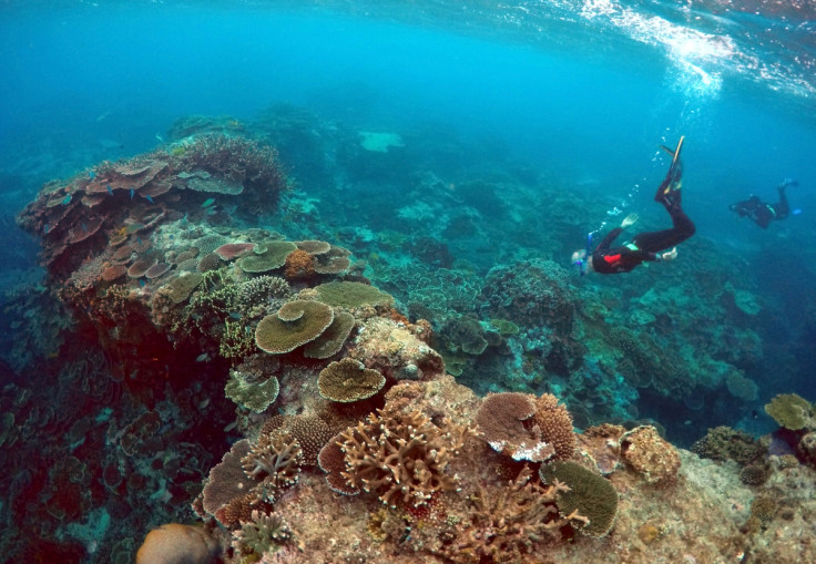 Coral Gardens, Lady Elliott Island