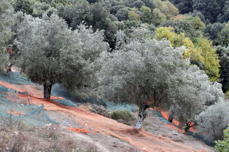 olive oil xylella fastidiosa 