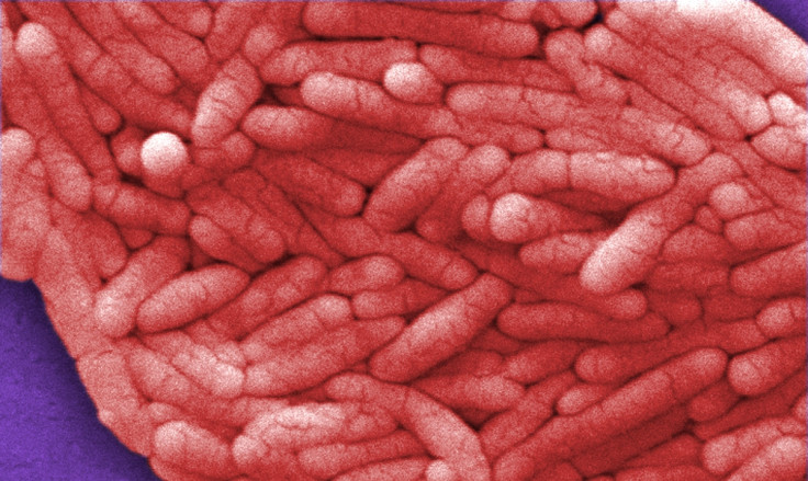 Gram-negative Salmonella bacteria