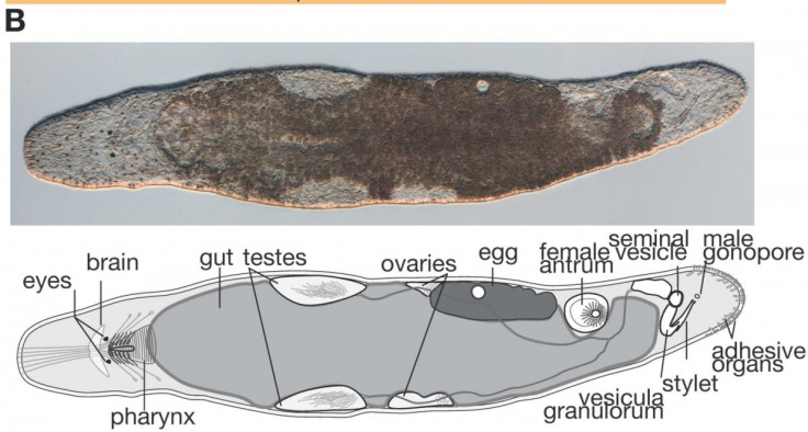 M. lignano flatworm stem cell