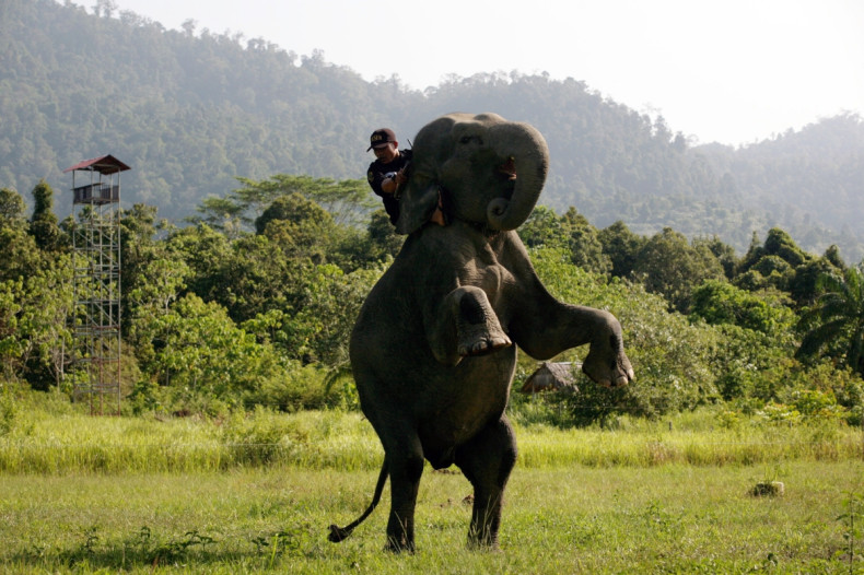 Yongki elephant killed Sumatra Indonesia 