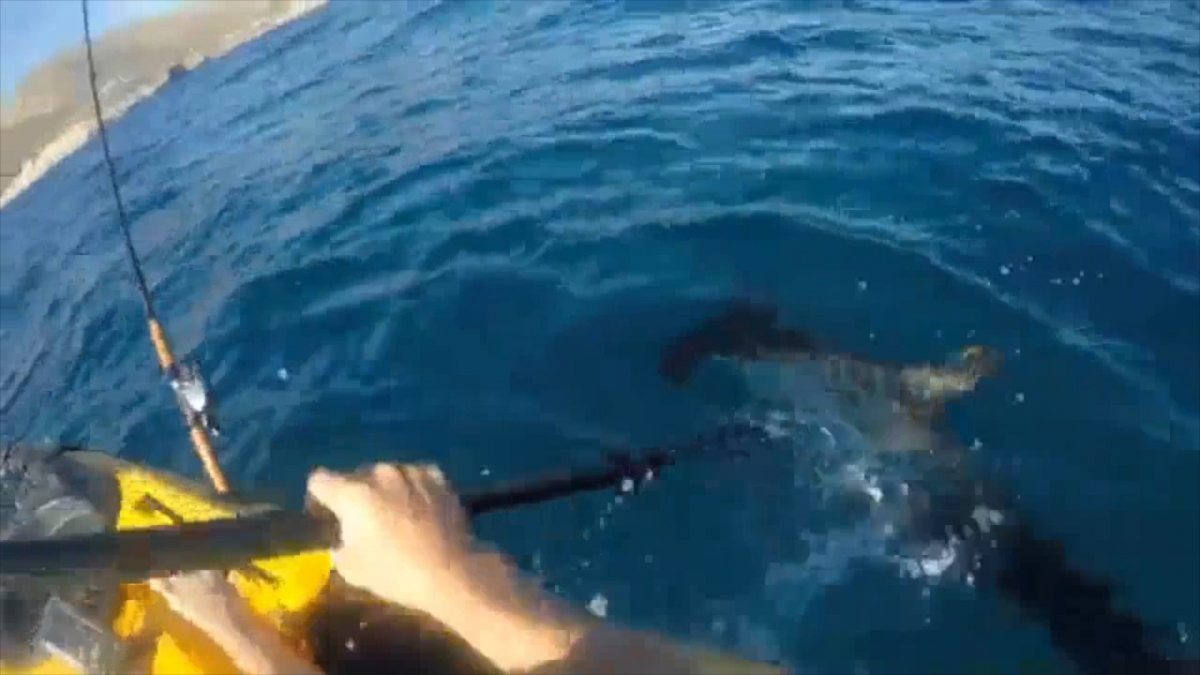 California Kayaker fights off Hammerhead Shark with just his paddle