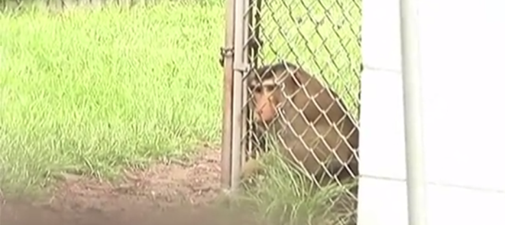 Escaped monkey