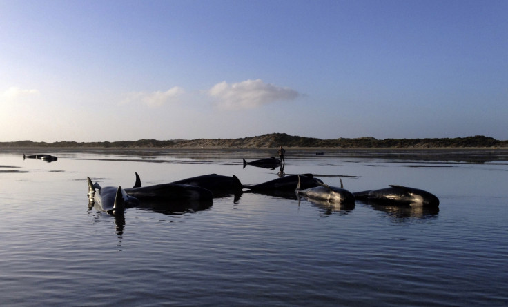 New Zealand Kermadec Ocean Sanctuary