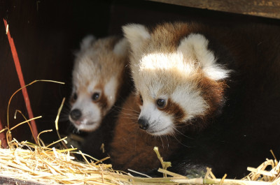 baby red panda cubs