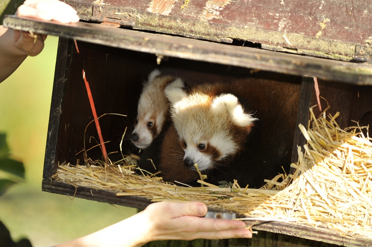baby red panda cubs